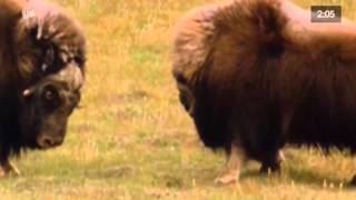 Muskox Vs Muskox Animals Fight [upl. by Amehr]