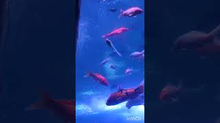 Kovai VOC Park Fish exhibition [upl. by Aoh]