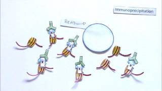 Epigenetic Profiling with ChIP [upl. by Alikat]