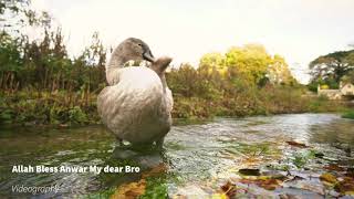 WATCHING DUCK BATHING  Am orginal documentary 🛀🦤🌿🤩🤲🏻 [upl. by Ogilvie]