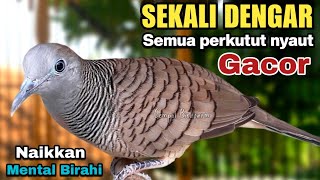 Perkutut lokal gacor Suara BESAR Ampuh memanggil lawan BUNYI EMOSI manggung [upl. by Attwood107]