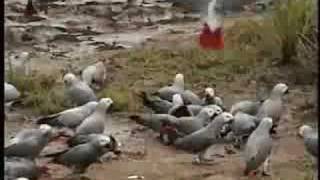 African Grey Parrots in the Wild [upl. by Ahsenot]