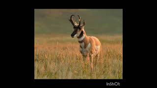 Pronghorn Antelopes history facts video mystery travel wildlife entertainment information [upl. by Leunamne270]