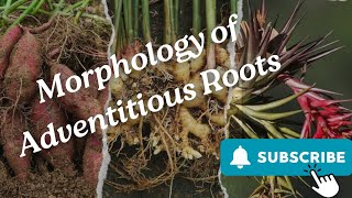 Morphology of Adventitious Roots Part 2 [upl. by Asi]