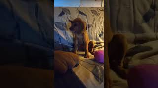 Princess RueB redbone redbonecoonhound coonhound puppy baying puppydog [upl. by Neoma]