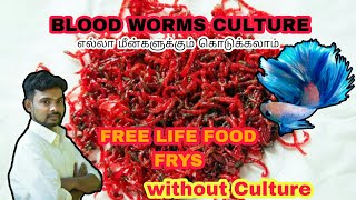 How To Culture Bloodworms  At Home Easily  Aathi Aqua Vlog [upl. by Aivizt]