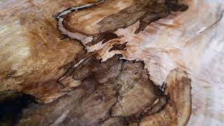 Spalted Maple table top [upl. by Aehsrop]