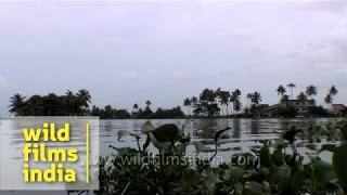 Water Hyacinth covering the Vembanad Lake Kerala [upl. by Anaiviv12]