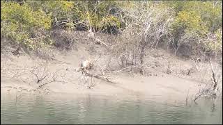 Sundarban tiger reserve guide mrinmoyda and Bishwajit mondal [upl. by Sorel]