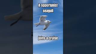 Seagull vs Ferry The Ultimate Showdown shorts oslo fjordnorway seagull dfds [upl. by Odravde]