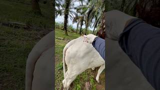 Penyuntikan antibiotik pada sapi terkena penyakit nodular dermatitis cow animalhealth shorts [upl. by Barraza542]