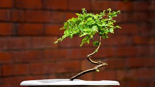 Nothofagus bonsai  Must have trees [upl. by Ramses]