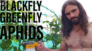 How to remove Blackfly Aphids and Greenfly [upl. by Sukey749]