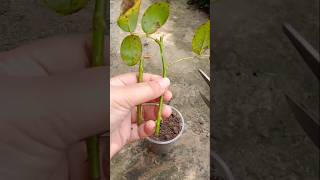 How to grow red rose flower plant shorts [upl. by Oba842]