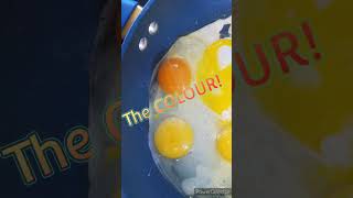 The difference between store bought eggs vs free range eggs [upl. by Rosabelle]