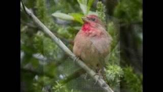 Голоса птицОбыкновенная чечевица  Carpodacus erythrinus [upl. by Tuhn695]