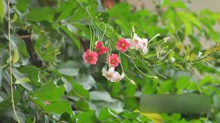 EAT the CATS plant LIVE LONGER LIVES Uncaria tomentosa AKA CATS CLAW PLANT [upl. by Naam446]