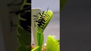 Venus Flytrap vs Spider Natures Ultimate Showdown 🌿🕷 shorts nature [upl. by Ativad]