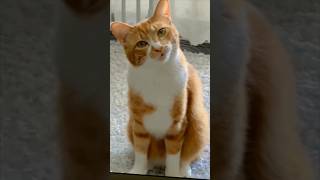 猫ミーム元ネタamp素材 破片猫ver 猫ミーム 猫 cat かわいっ 首の傾けが天才 破片 アヘン [upl. by Alejandro]