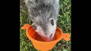 Rescued juvenile opossum in the street in San Francisco ​⁠animelodies [upl. by Prosper]