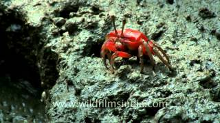 A close view of female fiddler crab feeding on the mud [upl. by Arvell]