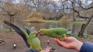 Rose ringed Parakeet feeding at St James park London 2023 [upl. by Erl]