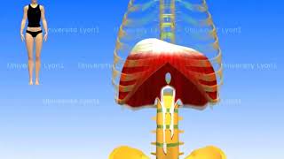 Le diaphragme respiration normale et respiration forcée [upl. by Yelserp]