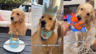 Golden Retriever Celebrates Third Birthday  Part One [upl. by Bonney]