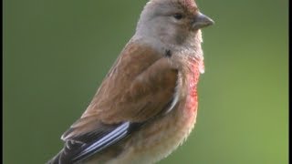 Linotte mélodieuse Common Linnet  Hänfling  Carduelis canna bina [upl. by Rankin]