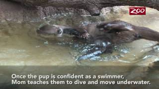 Otter Pups Swim Lesson [upl. by Aseral]