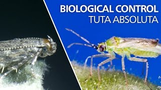 Biological control of Tuta absoluta  Nesidiocoris tenuis [upl. by Limemann]