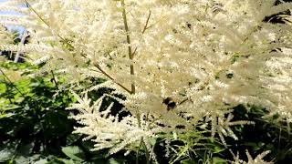 White Astilbe Flower  Astilbar  Best Perennial Plant [upl. by Hctim]