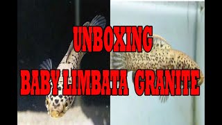 Unboxing Baby limbata Granit Full dot Mantab [upl. by Goulette]