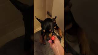 Bissel kämmen bitte❤️🐶🐾🦮🥰 hundeliebezwergpinscher lieblingshundhundminidoberman pinscher [upl. by Nodyl626]