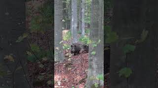 SUPERBE TIR DUN SANGLIER EN PLEINE COURSE  sanglier chasse battue [upl. by Blackmore]