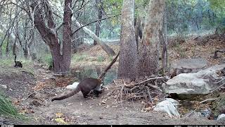 Wildlife Trail Camera  Coatimundis Roaming the Huachuca Mountains in Arizona [upl. by Odravde]