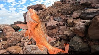 increíble pesca de pargones de 3 kil con camarón vivo  en la Escollera de chametla sinaloa [upl. by Odoric]