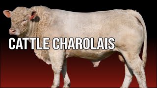 🔴 Are CHAROLAIS Cattle Docile  Biggest Bulls And Cows [upl. by Elay]