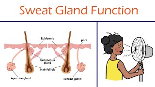 Types of Sweat Glands and their Functions [upl. by Anahsak431]