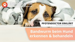 Pfotendoctor erklärt Bandwurm beim Hund  erkennen amp behandeln [upl. by Kalasky]