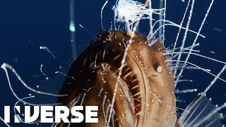 First footage ever of deepsea anglerfish mating  Inverse [upl. by Kain]