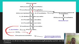 GLUCONEOGENESIS PATHWAY [upl. by Clovis]