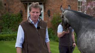 David Redvers How to buy a racehorse [upl. by Ynnel]