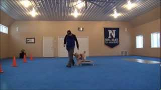 Nora Golden Retriever Dog Training Video [upl. by Rachaba]