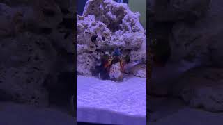 Mantis Shrimp Destroys babylonia areolata mantisshrimp animals wildlife saltwatertank [upl. by Blim80]