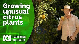 Growing and identifying unusual citrus plants  Citrus  Gardening Australia [upl. by Acinoed508]