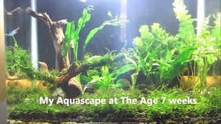 Jurnal Aquascape  my aquascape at the age 7 weeks [upl. by Herb]