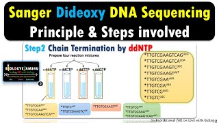 DNA Sequencing  Principles and Steps in Sanger Dideoxy Chain termination [upl. by Seuqirdor]