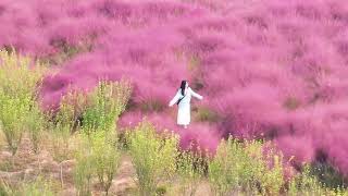 Muhlenbergia capillaris brings romance to Zhengzhous autumn [upl. by Alemak]