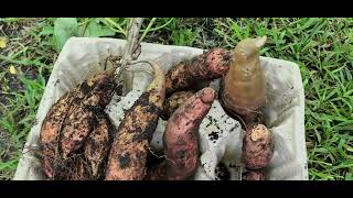 My Mega Sweet🍠 Potato Harvedt 🍠 [upl. by Assir466]